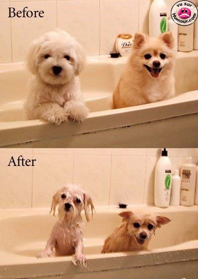chien